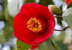 ツバキ花小胞